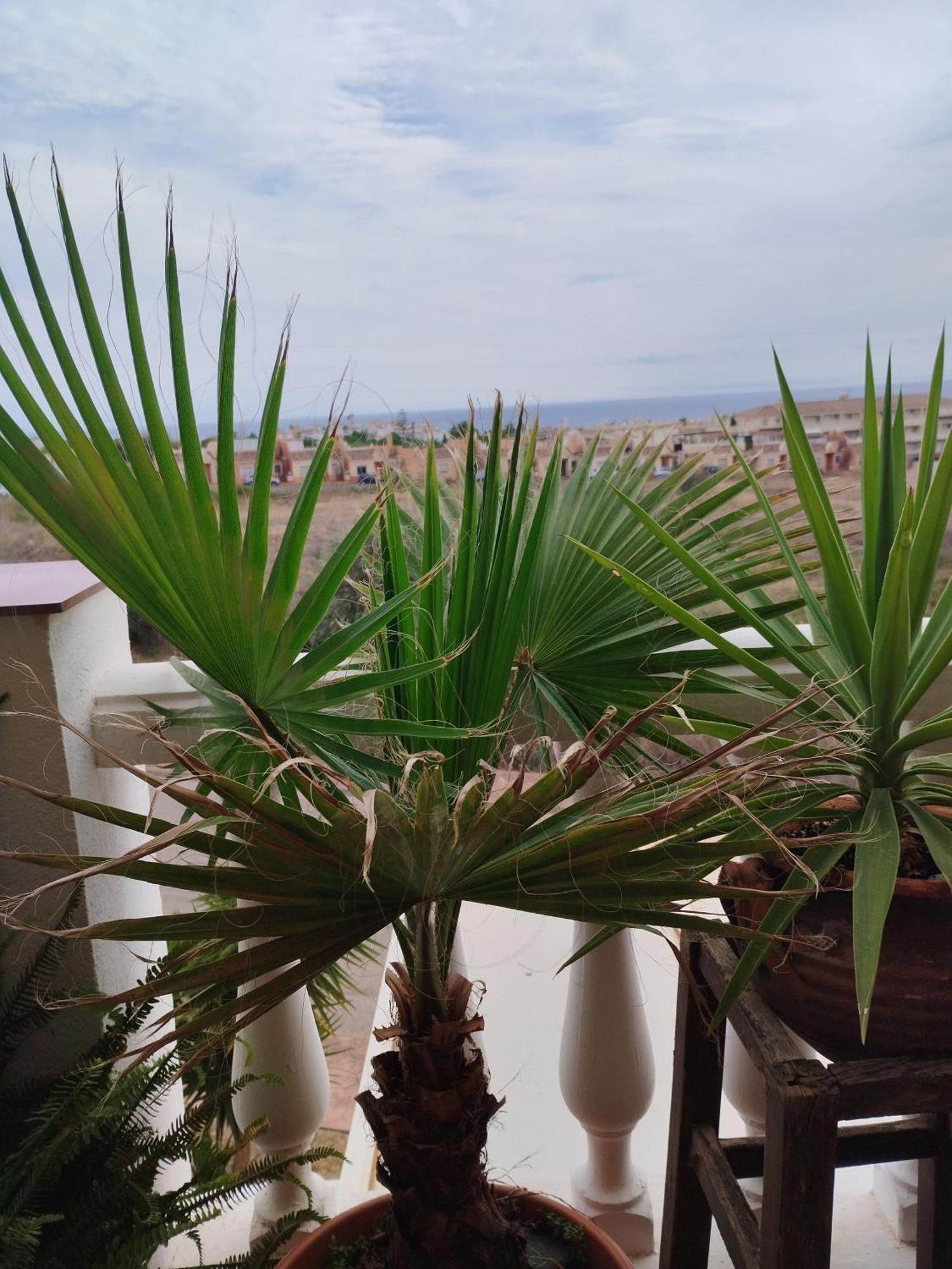 Appartement Casa Carino à Torrox Extérieur photo